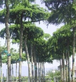 Ceder Als Dakboom (Cedrus Deodara 'Pendula') 11 Ceder Als Dakboom (Cedrus Deodara 'Pendula') -Klim Rose Winkel 077cedrusdeodarapenduladakvorm 3