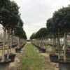 Liguster Als Boom (Ligustrum Japonicum 'Texanum') -Klim Rose Winkel 19