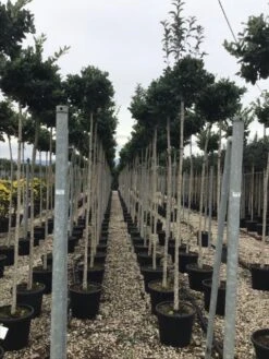 Liguster Als Boom (Ligustrum Japonicum 'Texanum') -Klim Rose Winkel 20