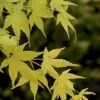 Japanse Esdoorn (Acer Palmatum 'Aoyagi') -Klim Rose Winkel 20060517111410 4