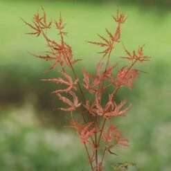 Japanse Esdoorn (Acer Palmatum 'Beni-komachi') -Klim Rose Winkel 20060517112114 1