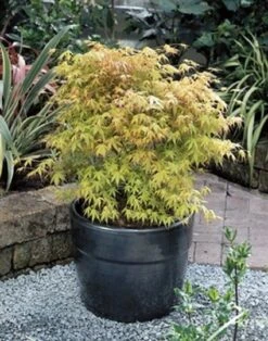 Japanse Esdoorn (Acer Palmatum 'Katsura') -Klim Rose Winkel 20060517114138 1