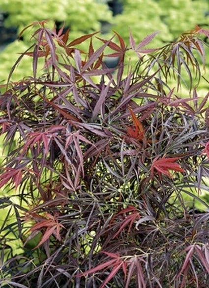 Japanse Esdoorn (Acer Palmatum 'Red Pygmy') 4 Japanse Esdoorn (Acer Palmatum 'Red Pygmy') - Afbeelding 2