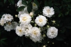 Miniklimroos (Rosa 'Guirlande D'Amour') 11 Miniklimroos (Rosa 'Guirlande D'Amour') -Klim Rose Winkel 20060518173342 1 1