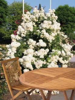 Miniklimroos (Rosa 'Guirlande D'Amour') -Klim Rose Winkel 20060518173607 1