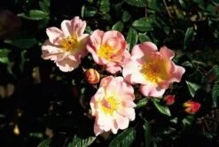 Miniklimroos (Rosa 'Open Arms') -Klim Rose Winkel 20060522130052 1