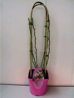 Miniklimroos (Rosa 'Open Arms') 9 Miniklimroos (Rosa 'Open Arms') -Klim Rose Winkel 20060522130109 1 1