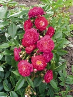 Miniklimroos (Rosa 'Perennial Blue') 7 Miniklimroos (Rosa 'Perennial Blue') -Klim Rose Winkel 20060522131138 1