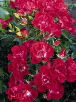 Miniklimroos (Rosa 'Rambling Rosie') -Klim Rose Winkel 20060522132020 1