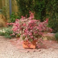 Japanse Esdoorn (Acer Palmatum 'Beni-maiko') -Klim Rose Winkel 20060523123333 1