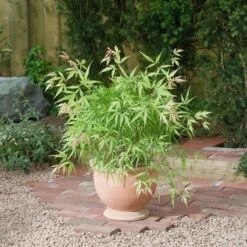 Japanse Esdoorn (Acer Palmatum 'Koto-no-ito')