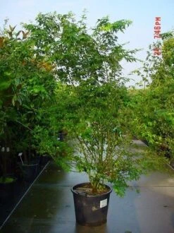 Japanse Esdoorn (Acer Palmatum) -Klim Rose Winkel 20070701212919 11