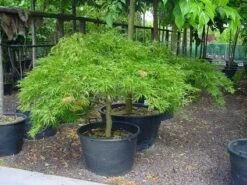 Japanse Esdoorn (Acer Palmatum 'Dissectum') -Klim Rose Winkel 20070701221729 11