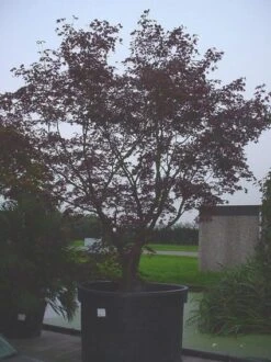 Japanse Esdoorn (Acer Palmatum 'Bloodgood') -Klim Rose Winkel 20070701222051 12