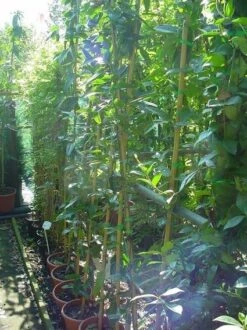 Bosrank, Groenblijvend (Clematis Armandii) -Klim Rose Winkel 20070814193958 5