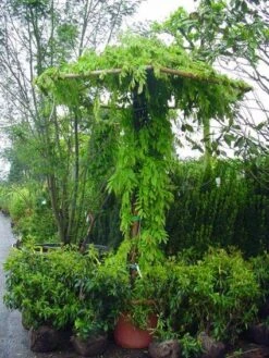 Blauwe Regen (Wisteria Sinensis) -Klim Rose Winkel 20071130090736 20