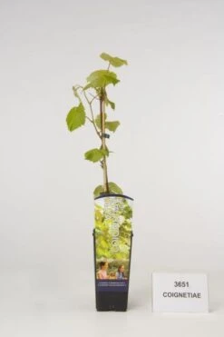 Sierdruif (Vitis Coignetiae)