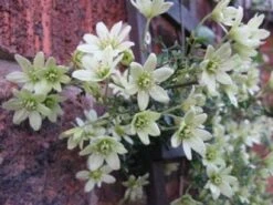 Groenblijvende Clematis (Clematis 'Early Sensation') -Klim Rose Winkel 20080717114421 1 1