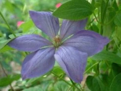 Bosrank (Clematis 'Mrs Cholmondeley') 13 Bosrank (Clematis 'Mrs Cholmondeley') -Klim Rose Winkel 20080717140453 1 1