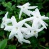 Jasmijn (Jasminum Polyanthum) -Klim Rose Winkel 20080918110728 2