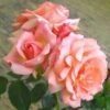 Klimroos (Rosa 'Compassion') -Klim Rose Winkel 20080929152503 1