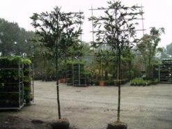 Laurier Als Leiboom (Prunus Laurocerasus 'Caucasica') -Klim Rose Winkel 20081015083837 6