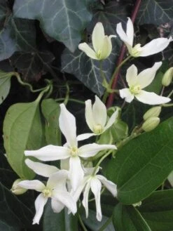 Bosrank, Groenblijvend (Clematis Armandii) -Klim Rose Winkel 20081120135411 5