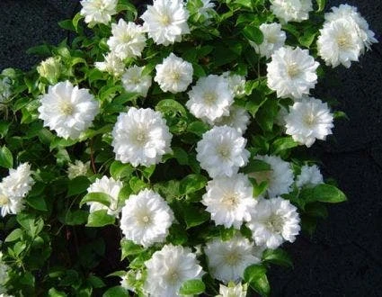 Bosrank (Clematis 'Duchess Of Edinburgh') 3 Bosrank (Clematis 'Duchess Of Edinburgh')