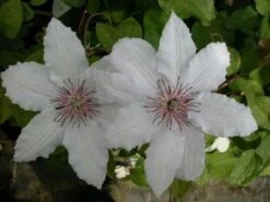 Bosrank (Clematis 'Snow Queen') -Klim Rose Winkel 20081120141931 1