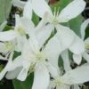 Bosrank, Groenblijvend (Clematis Armandii 'Snowdrift') -Klim Rose Winkel 20100218143418 3 1