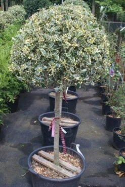 Hulst Op Stam (Ilex 'Argentea Marginata') -Klim Rose Winkel 20100712171848 1