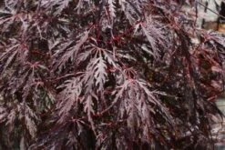 Japanse Esdoorn (Acer Palmatum 'Tamuke Yama')
