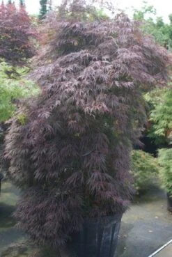 Japanse Esdoorn (Acer Palmatum 'Inabe-shidare') -Klim Rose Winkel 20100719111147 6
