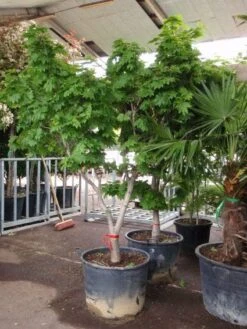 Japanse Esdoorn (Acer Japonicum 'Vitifolium') -Klim Rose Winkel 20101207145443 7