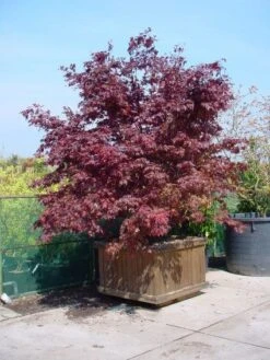 Japanse Esdoorn (Acer Palmatum 'Fireglow') -Klim Rose Winkel 20101207153422 11