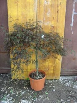 Japanse Esdoorn (Acer Palmatum 'Ornatum') -Klim Rose Winkel 20101207164407 11