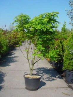 Japanse Esdoorn (Acer Palmatum 'Osakazuki') -Klim Rose Winkel 20101207164946 9