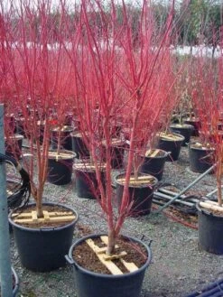 Japanse Esdoorn (Acer Palmatum 'Sangokaku') -Klim Rose Winkel 20101207165353 9