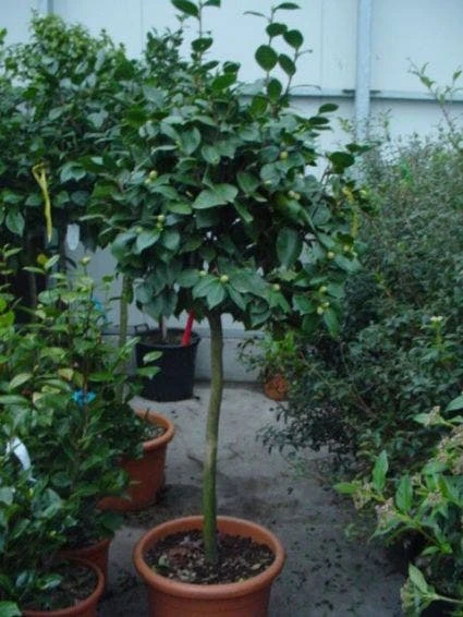 Camelia Op Stam (Camellia Japonica) 3 Camelia Op Stam (Camellia Japonica)