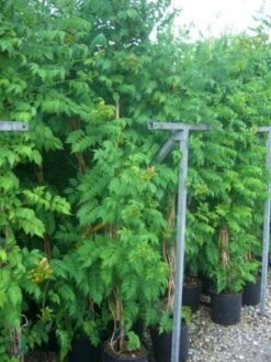 Trompetbloem (Campsis Tagliabuana 'Mme Galen') 16 Trompetbloem (Campsis Tagliabuana 'Mme Galen') -Klim Rose Winkel 20101209155845 9