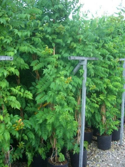 Trompetbloem (Campsis Tagliabuana 'Mme Galen') 8 Trompetbloem (Campsis Tagliabuana 'Mme Galen') - Afbeelding 6