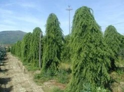 Treurceder (Cedrus Deodara 'Pendula') -Klim Rose Winkel 20101212154305 13