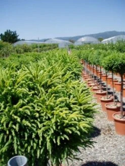 Sikkelden Op Stam (Cryptomeria Japonica 'Globosa Nana') -Klim Rose Winkel 20101213102352 1