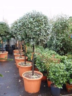 Olijfwilg Op Stam (Elaeagnus Ebbingei) -Klim Rose Winkel 20101213141424 3