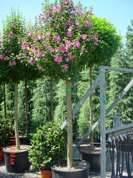 Altheastruik Als Boom (Hibiscus Syriacus 'Woodbridge') 4 Altheastruik Als Boom (Hibiscus Syriacus 'Woodbridge') - Afbeelding 2