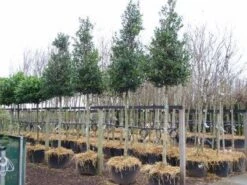 Hulst Als Boom (Ilex 'Nellie R. Stevens') -Klim Rose Winkel 20101215170614 8