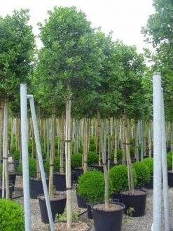 Hulst Als Boom (Ilex 'Nellie R. Stevens') -Klim Rose Winkel 20101215170645 8