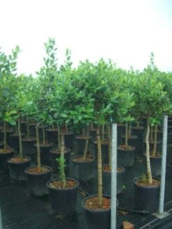 Hulst Op Stam (Ilex 'Nellie R Stevens') -Klim Rose Winkel 20101215170902 1