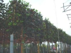 Amerikaanse Hulst Als Leiboom (Ilex 'Nellie R. Stevens')