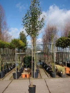 Liguster Als Boom (Ligustrum Japonicum) -Klim Rose Winkel 20101216164919 9